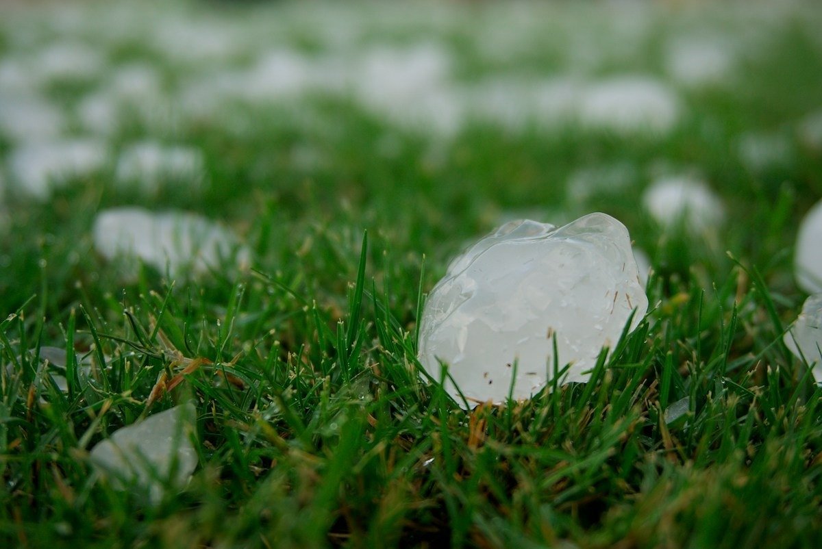 Large hailstones scattered on a green lawn after a storm